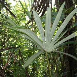Pierre-Olivier Albano Mauritiella macroclada 2