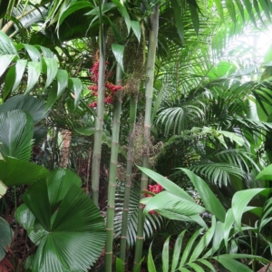 Pierre Olivier Albano Areca triandra