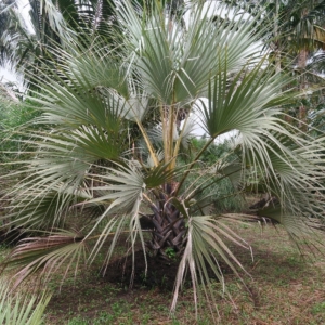 Pierre Olivier Albano Medemia argun 2