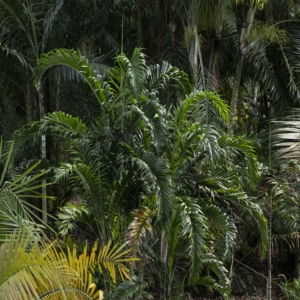 Chrysalidocarpus lanceolatus