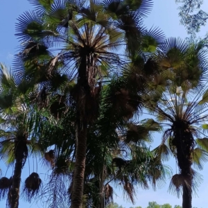 David Parker Livistona fulva