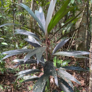 Pierre Olivier Albano Geonoma pauciflora 2