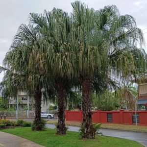 David Parker Livistona decora