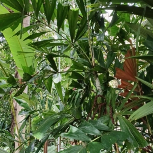 David Parker Ptychosperma waitianum