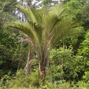 Pierre Olivier Albano Astrocaryum rodriguesii