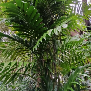 David Parker Areca triandra