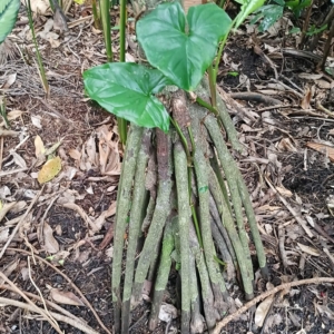David Parker Drymophloeus litigiosus stilt roots