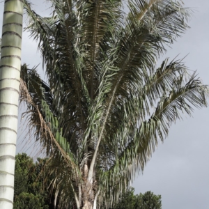 Pierre Olivier Albano Ceroxylon quindiuense 2