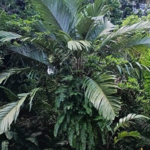 David Parker Astrocaryum alatum