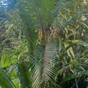 David Parker Lytocarum weddellianum