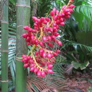 Pierre Olivier Albano Areca triandra