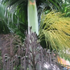 Pierre Olivier Albano Areca hutchinsonia