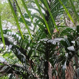 David Parker Manicaria saccifera 2