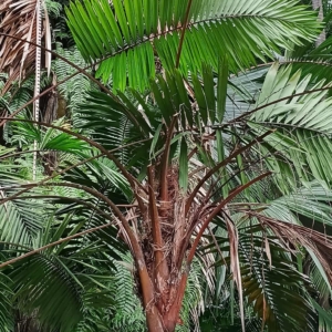 David Parker  Heterospathe woodfordiana 1