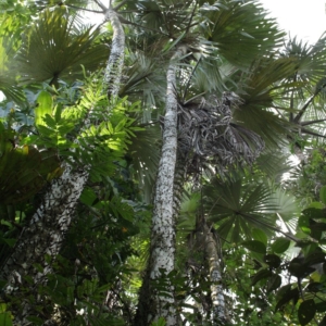 Pierre-Olivier Albano Mauritiella macroclada 3