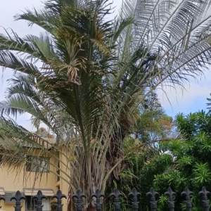David Parker Chrysalidocarpus decaryi