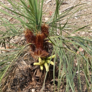 Pierre Olivier Albano Acrocomia emensis