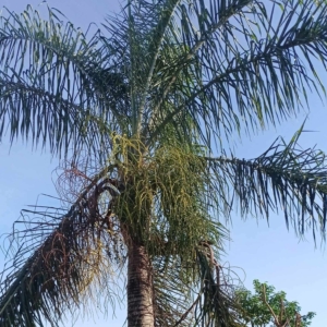 David Parker Chrysalidocarpus madagascariensis