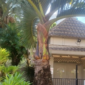 David Parker Bottle Palm