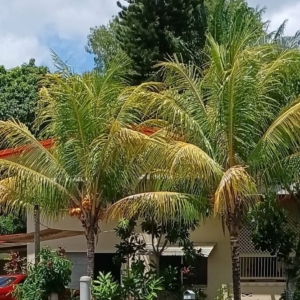 David Parker Cocos nucifera