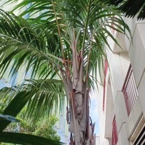 David Parker Nephrosperma van-houtteanum 4