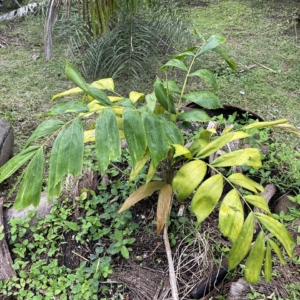 Pierre Olivier Albano Manjekia maturbongsii