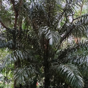 David Parker Arenga pinnata 1