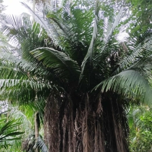 David Parker Phytelephas macrocarpa