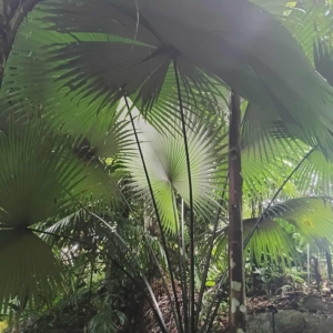 David Parker Kerriodoxa elegans