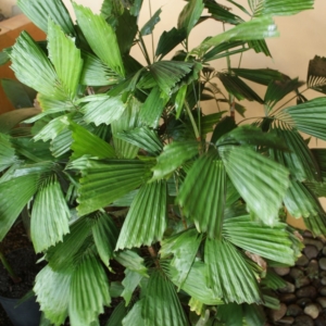 Pierre Olivier Albano Reinhardtia gracilis 1