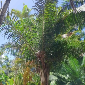 David Parker Chrysalidocarpus tokoravina