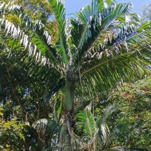 David Parker Chrysalidocarpus loucabensis