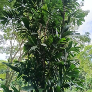David Parker Hydriastele kasesa 2