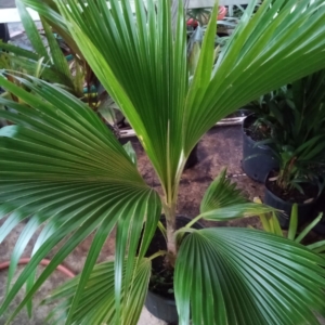 JC Jungles Pritchardia thurstonii closeup