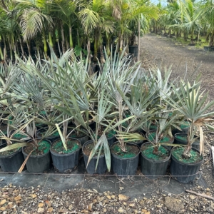 Premier Growers Silver Bismarckia nibilis