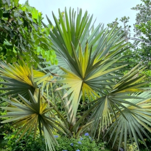Bismarckia Nobilis Variegata