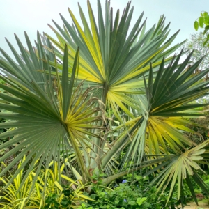 Bismarckia Nobilis Variegata