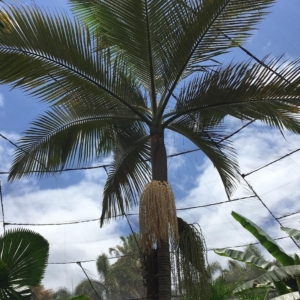 Archontophoenix purpurea (plametum tenerife)