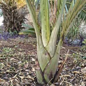 Pseudophoenix ekmanii