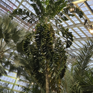 Gpc palm house