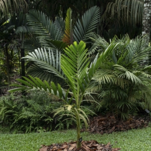 Pinanga sclerophylla