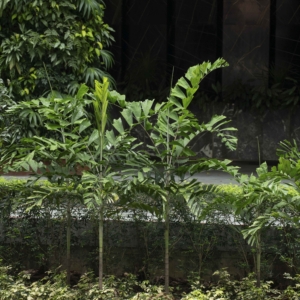 Ponapea hentyi