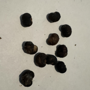 Chinese windmill fan palm seeds