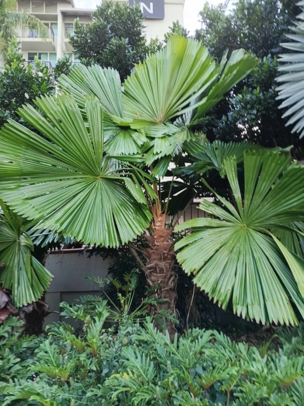 Licuala ramsayi var. ramsayi