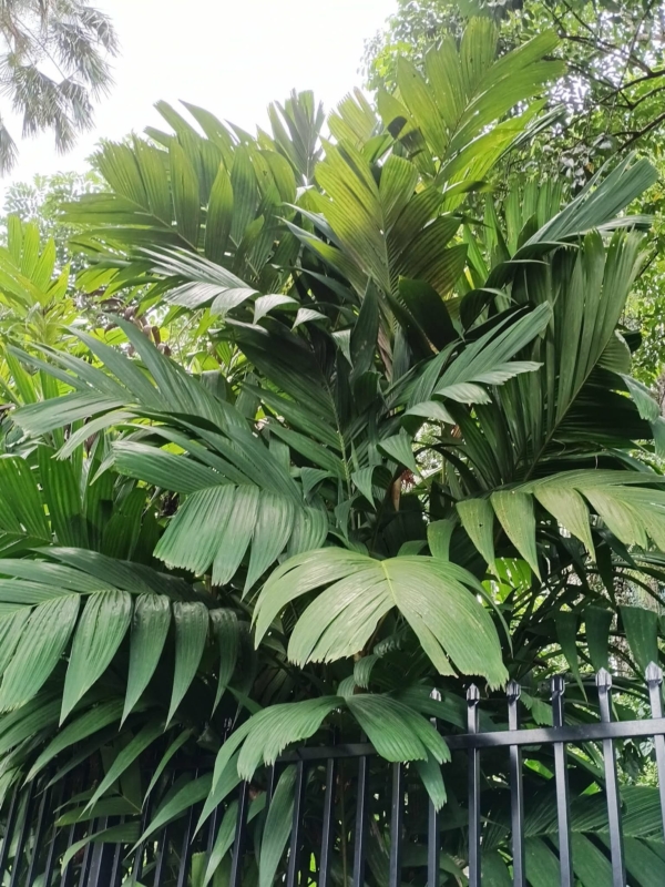 Pinanga coronata