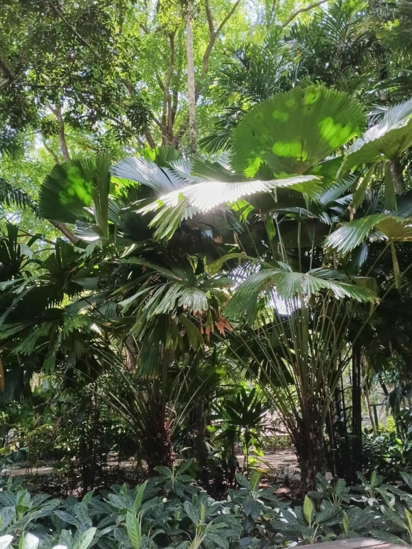 Licuala peltata var. sumawongii