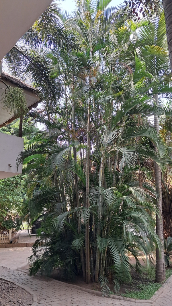 Chrysalidocarpus lutescens