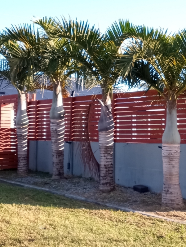 Hyophorbe verschaffeltii