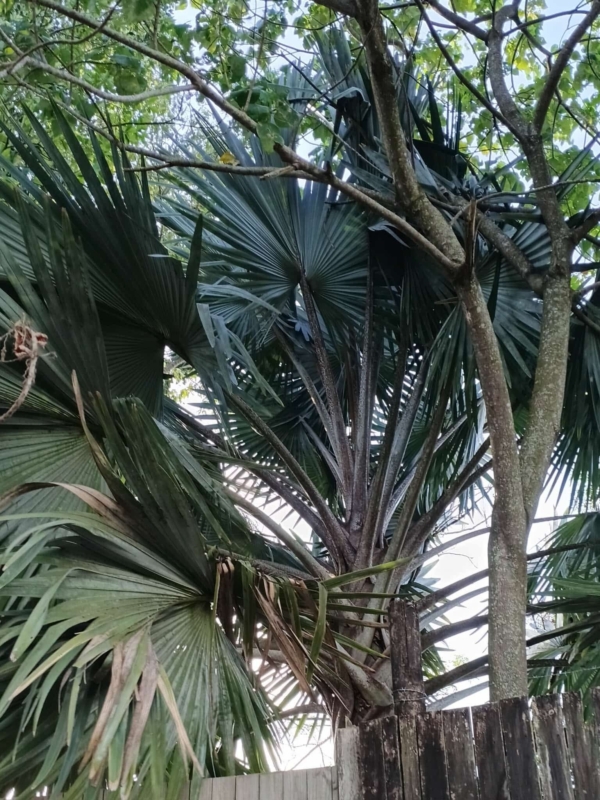 Bismarckia nobilis