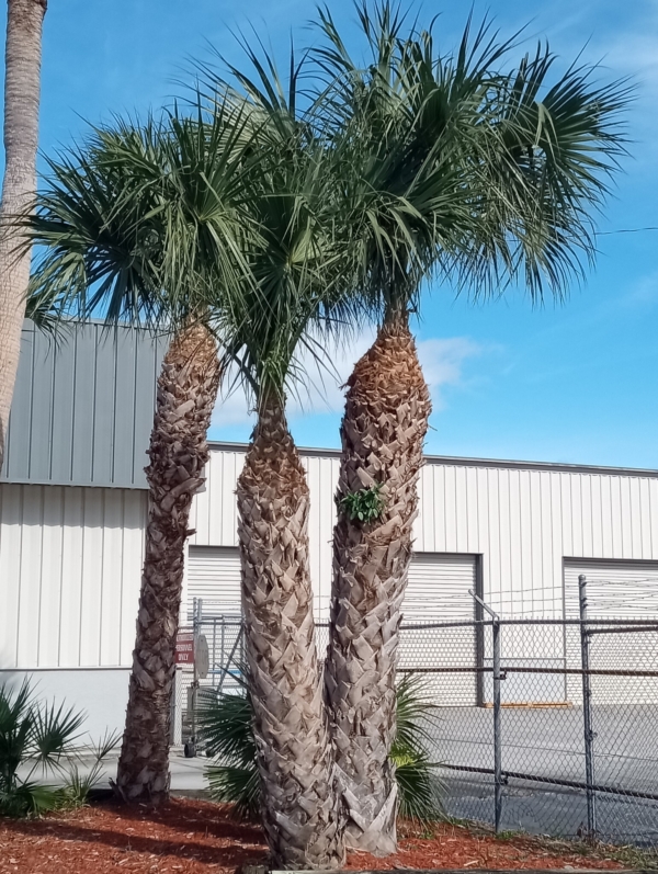 Sabal palmetto